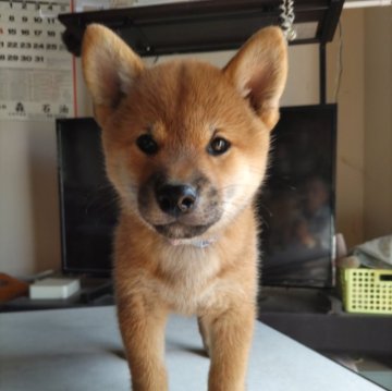 柴犬(標準サイズ)【大分県・女の子・2024年8月8日・あか】の写真「元気な女の子」