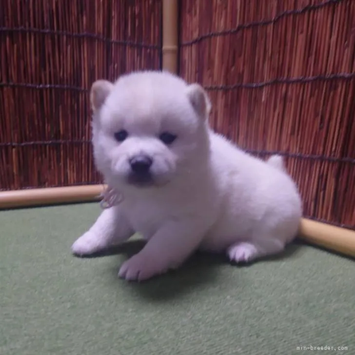 しまじろう 様のお迎えした子犬