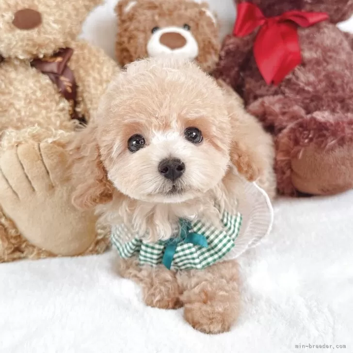 ID：2503-04684の子犬