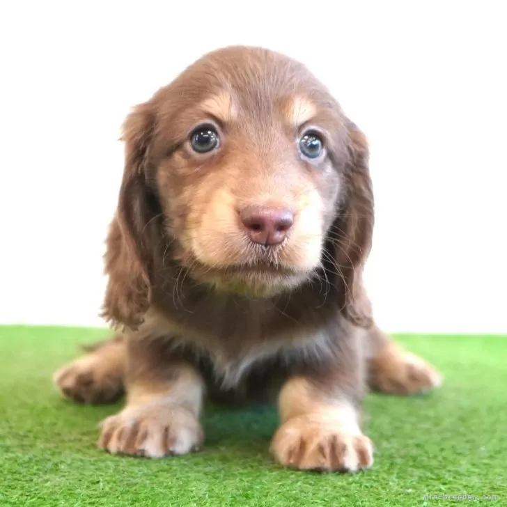 Y.O 様のお迎えした子犬