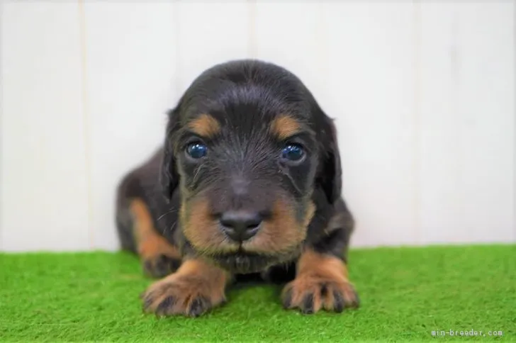 S.T 様のお迎えした子犬