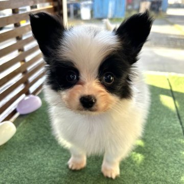 パピヨン【静岡県・男の子・2024年9月5日・トライ】の写真「好奇心旺盛な男の子です❣️」