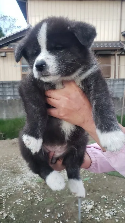 マーヤン 様のお迎えした子犬