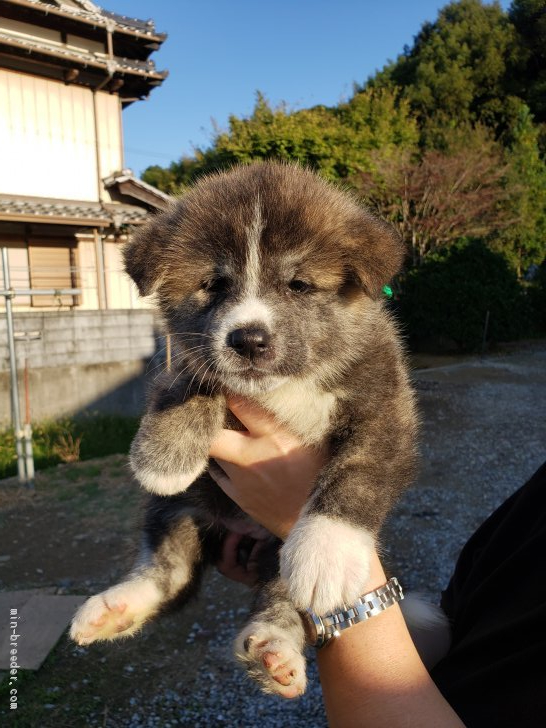 秋田犬 高知県 女の子 年9月6日 虎 元気いっぱい やんちゃで可愛いです みんなのブリーダー 子犬id 10 069