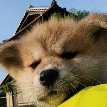 秋田犬【高知県・女の子・2024年3月25日・赤色】の写真「活発でおてんばさんで元気一杯です。」