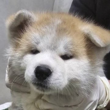 秋田犬【高知県・女の子・2024年2月2日・赤毛】の写真「顔立ちもよく美人さんで人懐っこいです。」