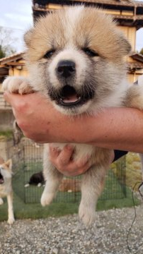 秋田犬【高知県・女の子・2022年3月7日・赤】の写真「まるまるしてて可愛いです。」