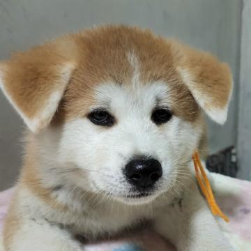 秋田犬【高知県・男の子・2022年8月17日・あか】の写真「きりっとした顔つきです。」