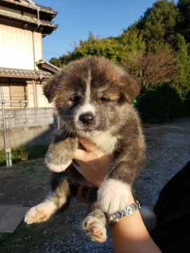 秋田犬【高知県・女の子・2020年9月6日・虎】の写真「元気いっぱい、やんちゃで可愛いです。」