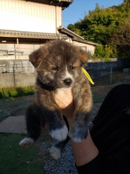 秋田犬【高知県・女の子・2020年9月6日・虎】の写真「黒虎」