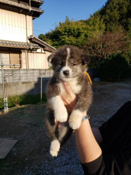 秋田犬【高知県・女の子・2020年9月6日・虎毛】の写真「一番のきりょうよしです。」