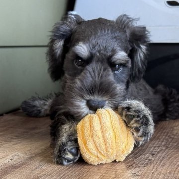 ミニチュアシュナウザー【愛知県・男の子・2025年8月16日・ブラック&シルバー】の写真「元気いっぱいな男の子🤍」