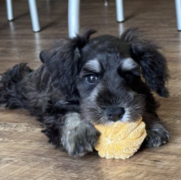 ミニチュアシュナウザー【愛知県・男の子・2025年8月16日・ブラック&シルバー】の写真「元気いっぱいで少しおっとりさんな男の子🤍」