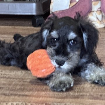 ミニチュアシュナウザー【愛知県・男の子・2025年8月16日・ブラック&シルバー】の写真「元気いっぱいでちょっとビビりな男の子🤍」