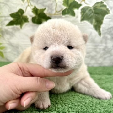 柴犬(標準サイズ)【埼玉県・女の子・2024年12月13日・白】の写真「モフモフのシロクマみたいな女の子❤️」