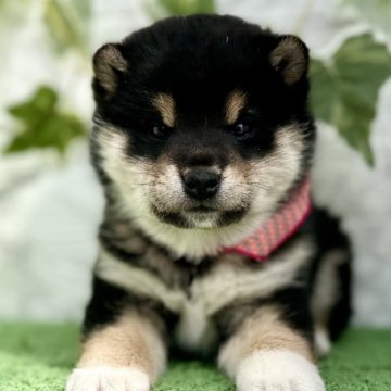 柴犬(標準サイズ)【埼玉県・女の子・2025年1月21日・黒】の写真「小振りサイズのモフモフの可愛い子🩷」