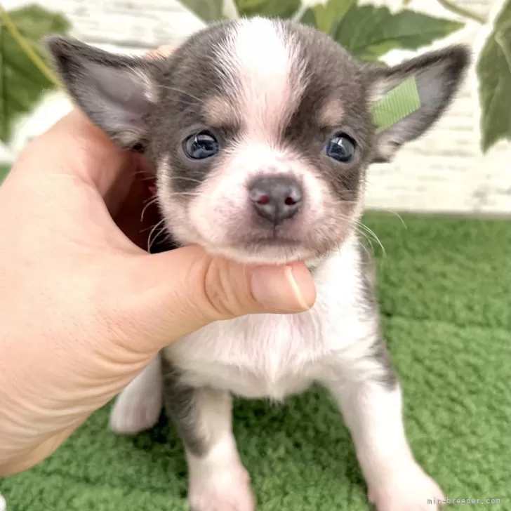 佐藤 様のお迎えした子犬