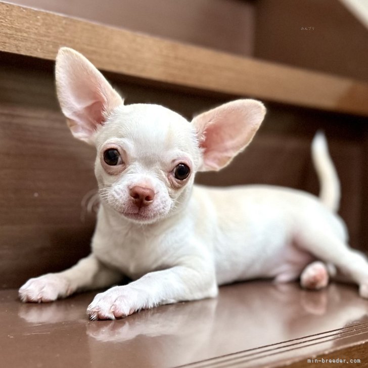 Y.O 様のお迎えした子犬