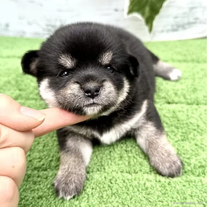 ミックス(チワワ×柴犬)【埼玉県・女の子・2024年6月13日・ブラックタン】の写真1