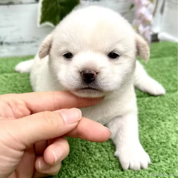 ミックス(チワワ×柴犬)【埼玉県・女の子・2024年6月13日・ホワイト】の写真1