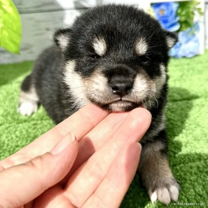 Y.S 様のお迎えした子犬