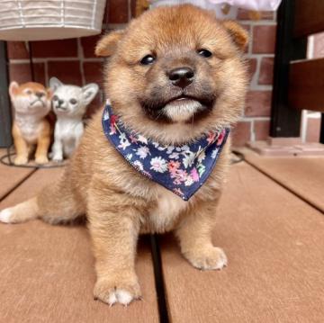 柴犬(標準サイズ)【埼玉県・男の子・2022年5月31日・赤】の写真「豆柴くらい小さな小柴くん！」