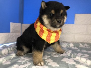 柴犬(標準サイズ)【埼玉県・男の子・2021年3月5日・黒】の写真「モフモフのコロコロの黒柴くん」