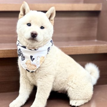 柴犬(標準サイズ)【埼玉県・男の子・2023年10月28日・白】の写真「フワフワでコロコロのモデル犬みたいな男の子❣️」