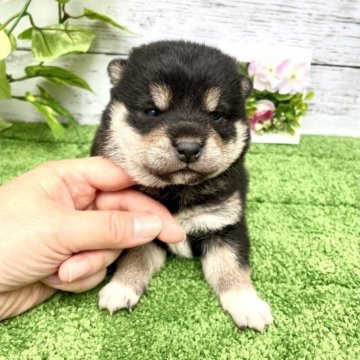 柴犬(標準サイズ)【埼玉県・女の子・2023年5月5日・黒】の写真「コロコロでモフモフの女の子です♪」