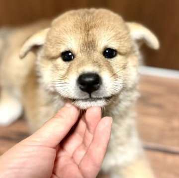 柴犬(標準サイズ)【埼玉県・男の子・2023年6月9日・赤】の写真「小柴サイズのコロコロした優しいお顔の男の子です♪」