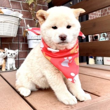 柴犬(標準サイズ)【埼玉県・女の子・2022年11月3日・白】の写真「モフモフの優しい小柄な女の子♪♫」