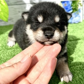 柴犬(標準サイズ)【埼玉県・男の子・2023年8月26日・黒】の写真「まん丸のお顔でコロコロの手乗りサイズの黒柴くん❣️」