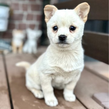 ミックス(チワワ×柴犬)【埼玉県・女の子・2023年11月1日・白】の写真「丸顔の垂れ目なチワワサイズのチワ柴ちゃん❣️」