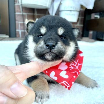 柴犬(標準サイズ)【埼玉県・女の子・2022年10月22日・黒】の写真「コロコロで優しいお顔の女の子♪」