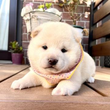 柴犬(標準サイズ)【埼玉県・女の子・2022年11月3日・白】の写真「コロコロの小ぶりな白ちゃん」