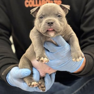 アメリカンブリー【愛知県・男の子・2023年12月4日・ブルー】の写真「可愛い男の子🐶
優良血統、母親外産犬😍」