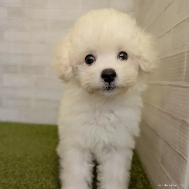 陸ちゃんのパパ 様のお迎えした子犬