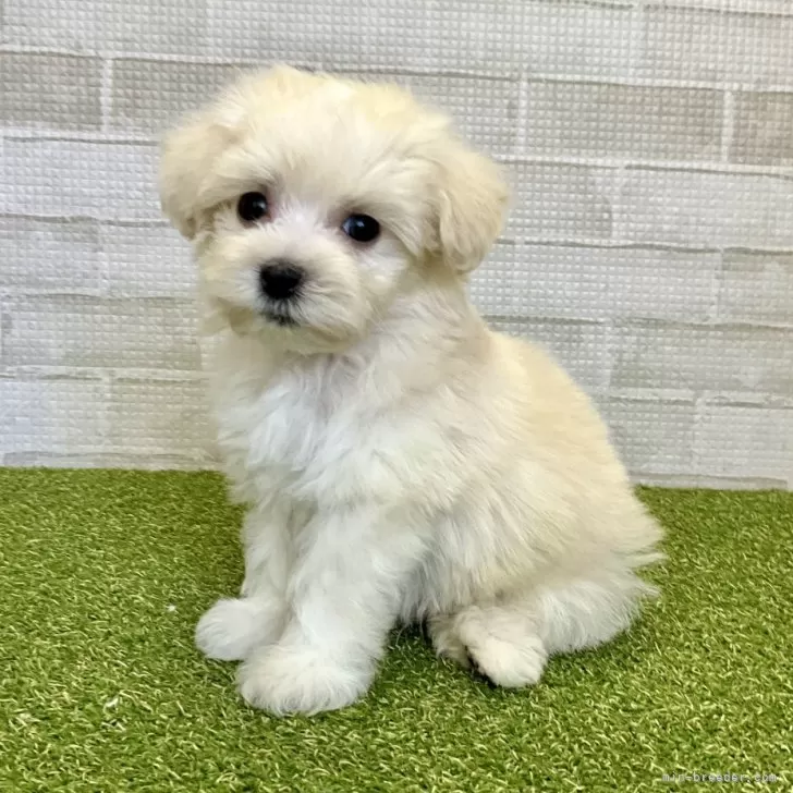 Y.M 様のお迎えした子犬