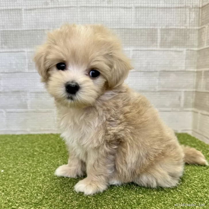 にしやまえいじ 様のお迎えした子犬