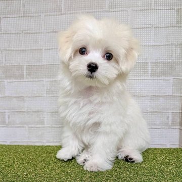 マルチーズ【熊本県・男の子・2024年12月19日・ホワイト】の写真「尻尾ふりふり愛嬌満点♡人懐っこい性格！」