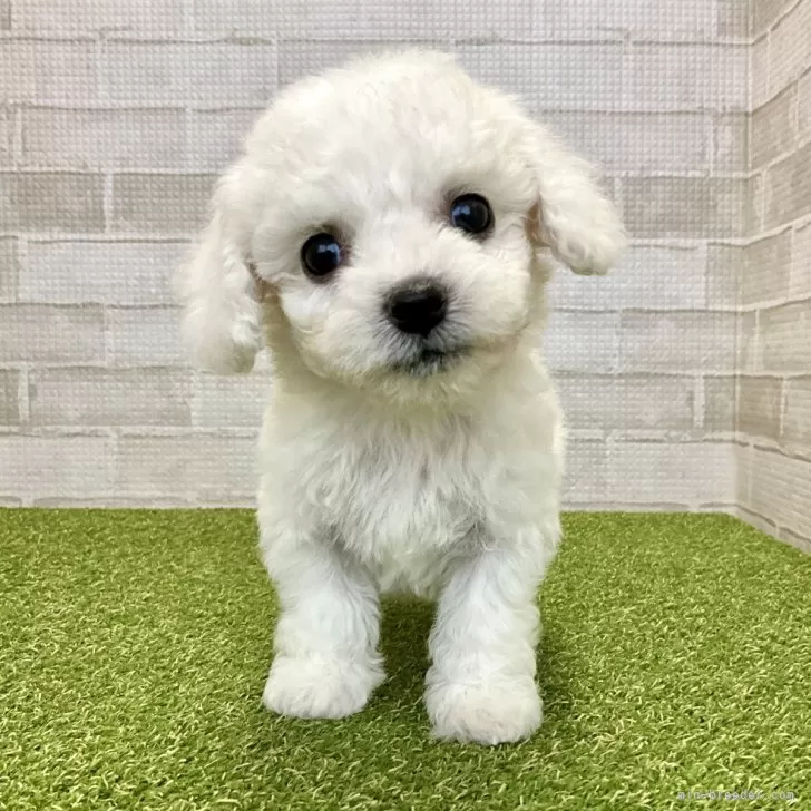 まめ 様のお迎えした子犬