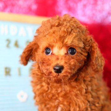 ティーカッププードル【神奈川県・男の子・2024年8月1日・アプリコット】の写真「まんまるお目々でとってもかわいい男の子です✨️」