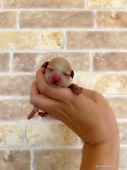 引地麻華ブリーダーのブログ：クリスマスBaby産まれました🐶