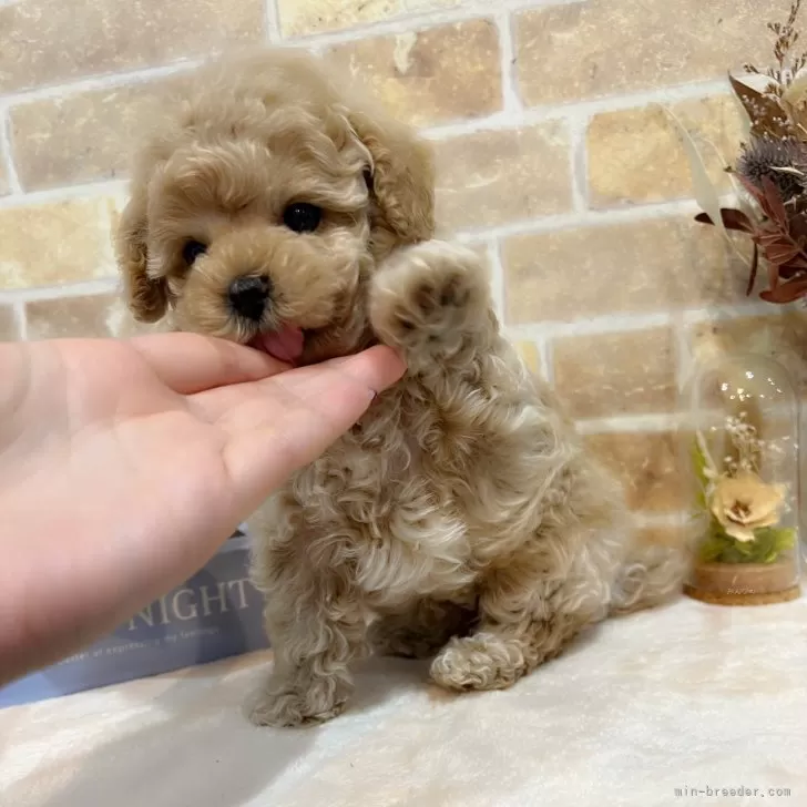 ID：2501-04215の子犬