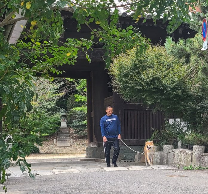 濱野　哲治(はまの　てつじ)ブリーダー(徳島県・秋田犬など・秋田犬保存会登録)の紹介写真4