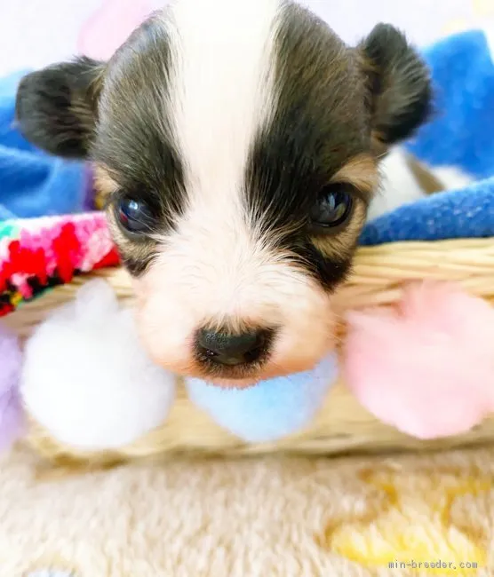 A 様のお迎えした子犬