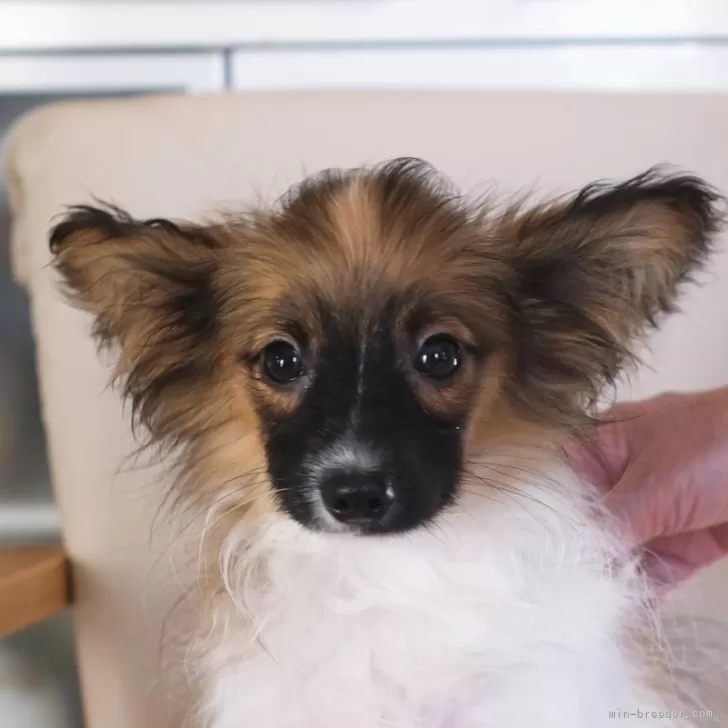 パピヨン子犬生まれました。 - その他