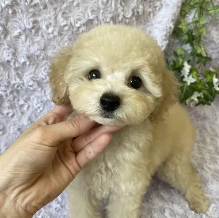 ミサミサ 様のお迎えした子犬