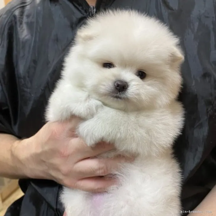 みーころ 様のお迎えした子犬