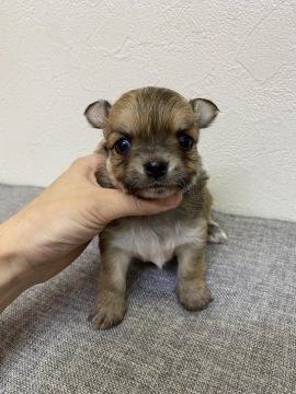 チワワ(ロング)【広島県・男の子・2021年5月15日・フォーン】の写真「綺麗なお顔の男の子です♡」